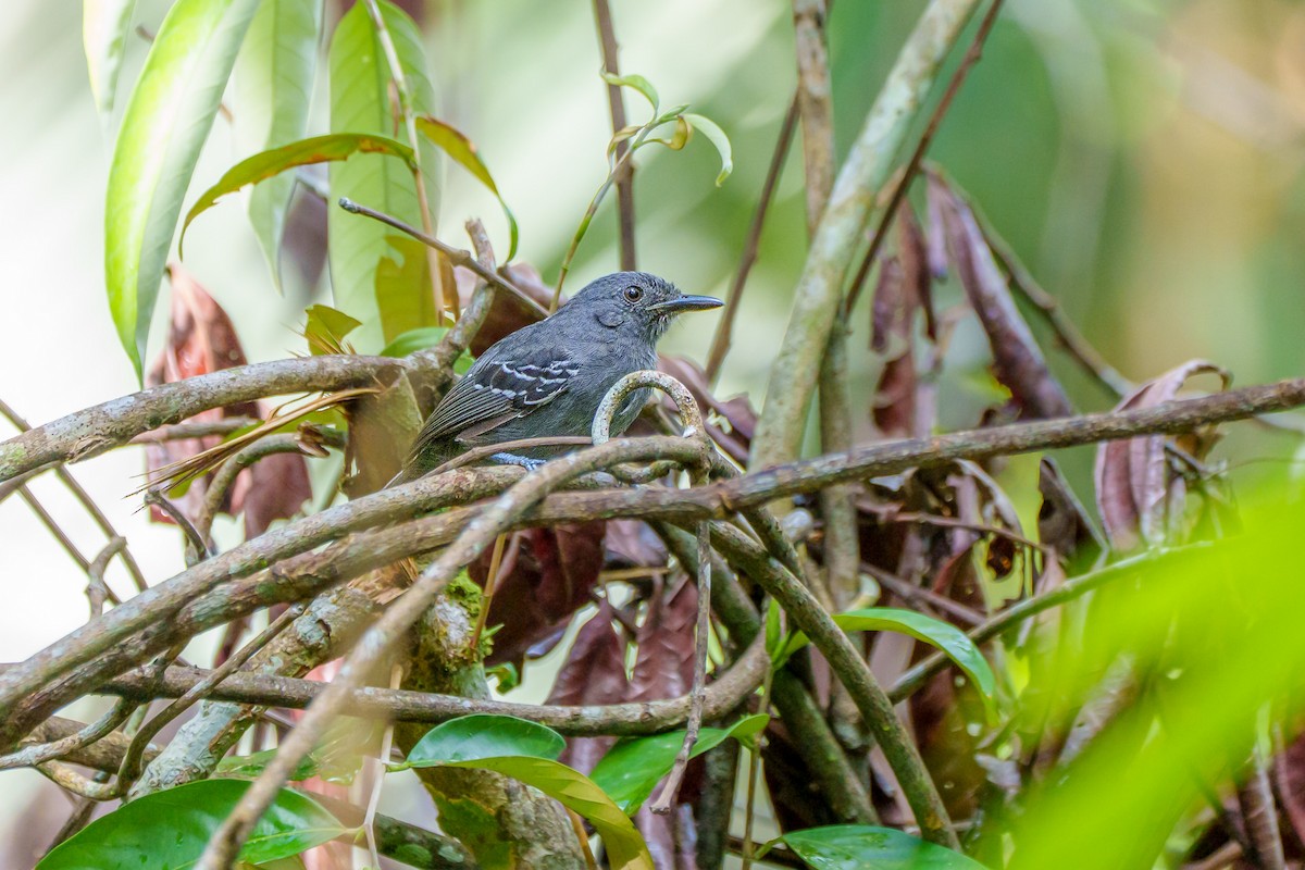 tinnmaurfugl - ML645668606