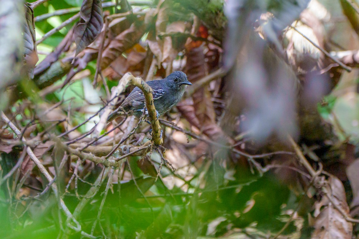 tinnmaurfugl - ML645668607