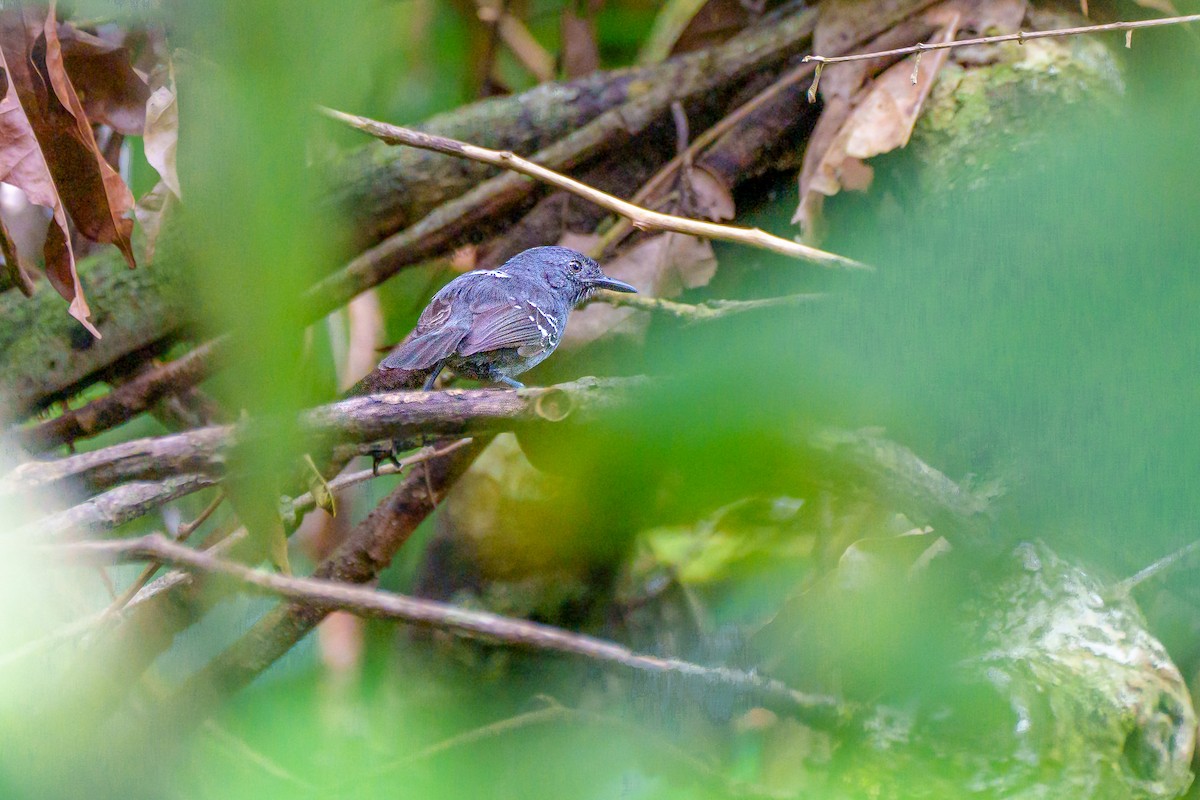 tinnmaurfugl - ML645668608