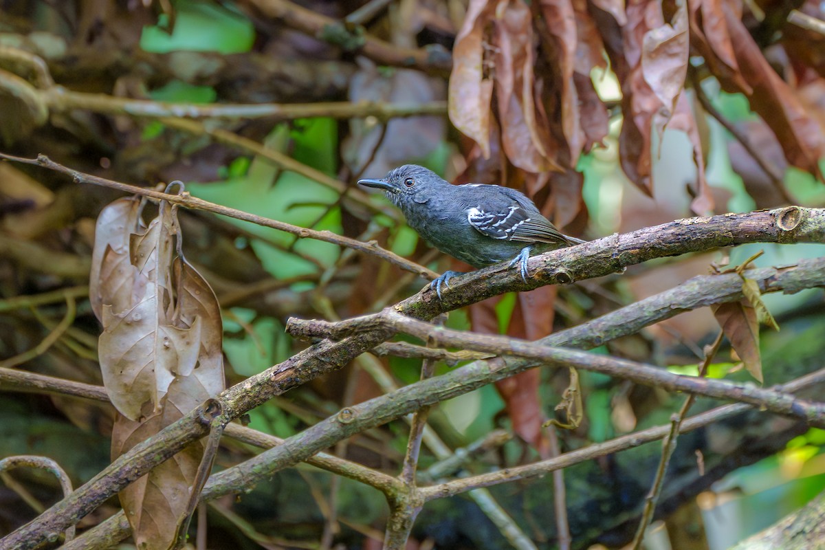 tinnmaurfugl - ML645668609