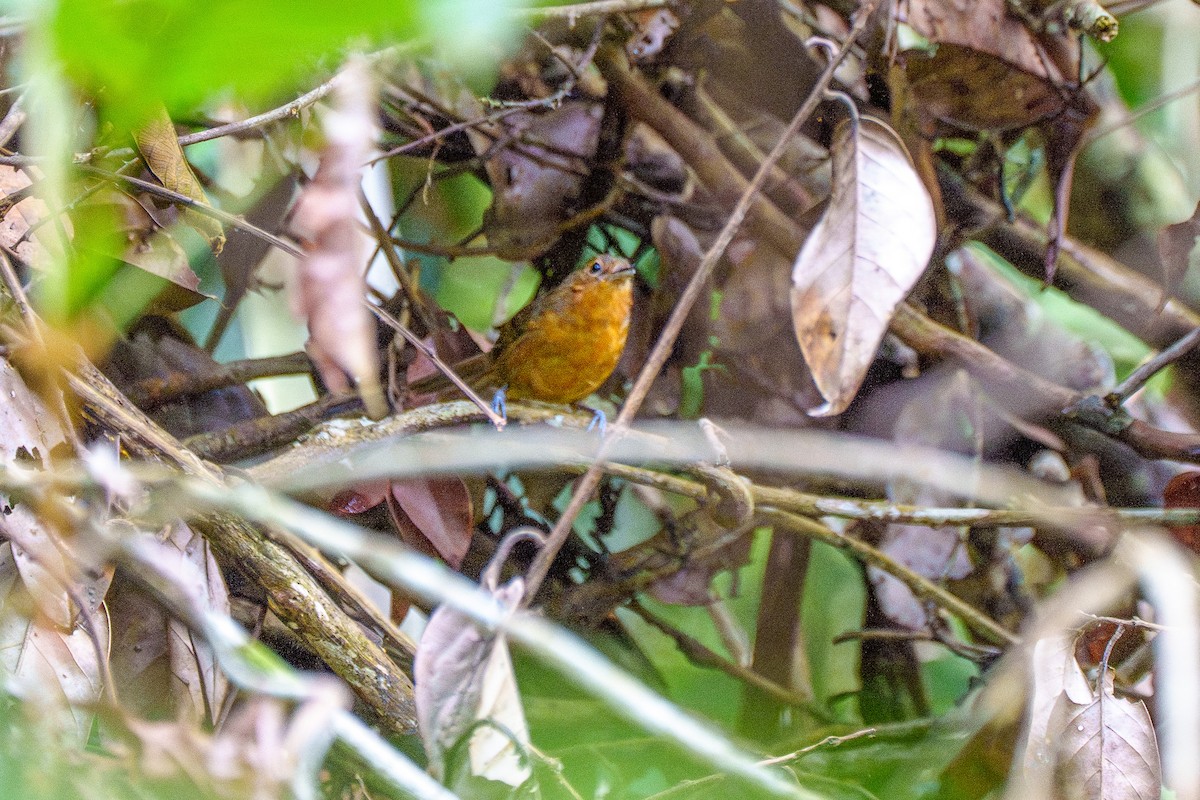 tinnmaurfugl - ML645668611