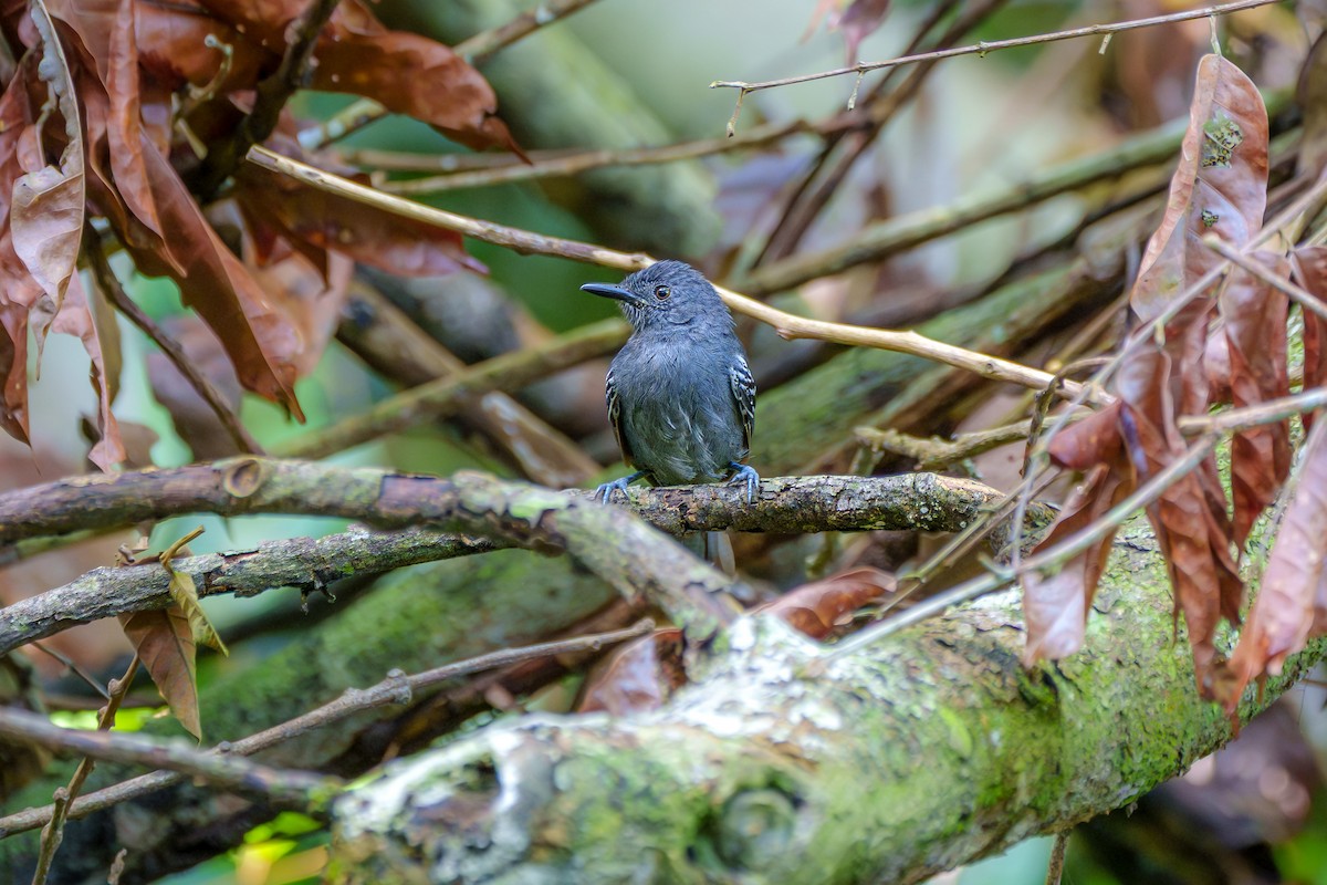 tinnmaurfugl - ML645668612