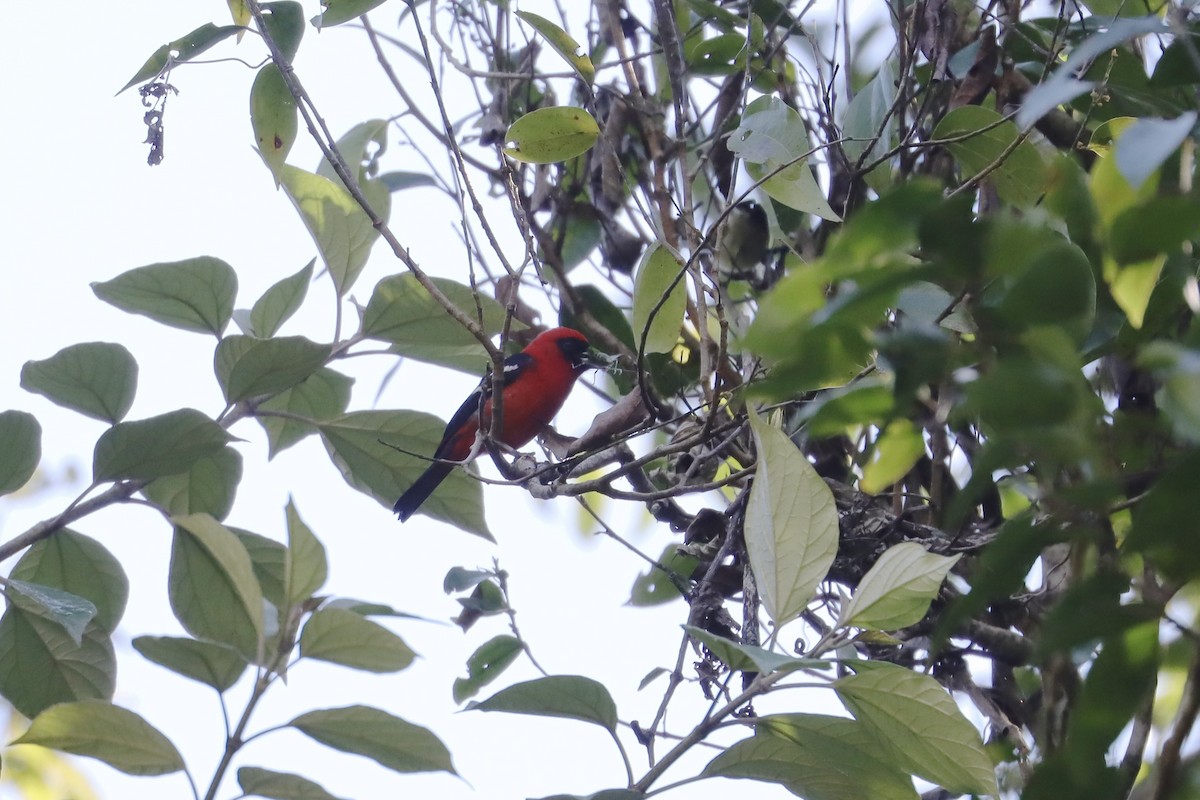 White-winged Tanager - ML645668614