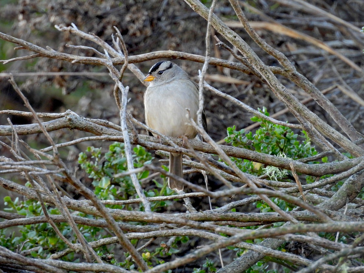 White-crowned Sparrow - ML645668619