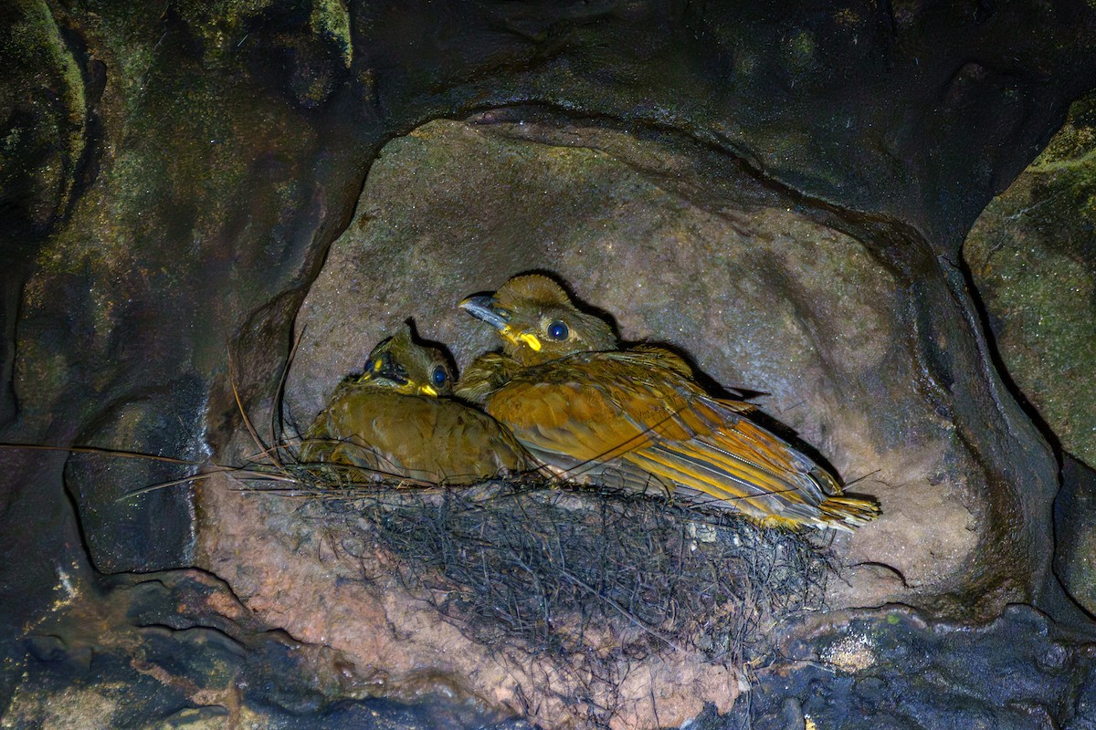 Guianan Cock-of-the-rock - ML645668625