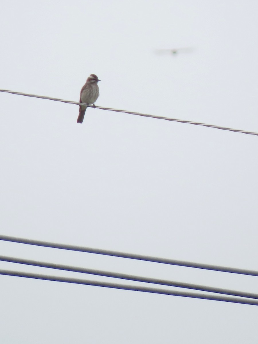 Variegated Flycatcher - ML645668627