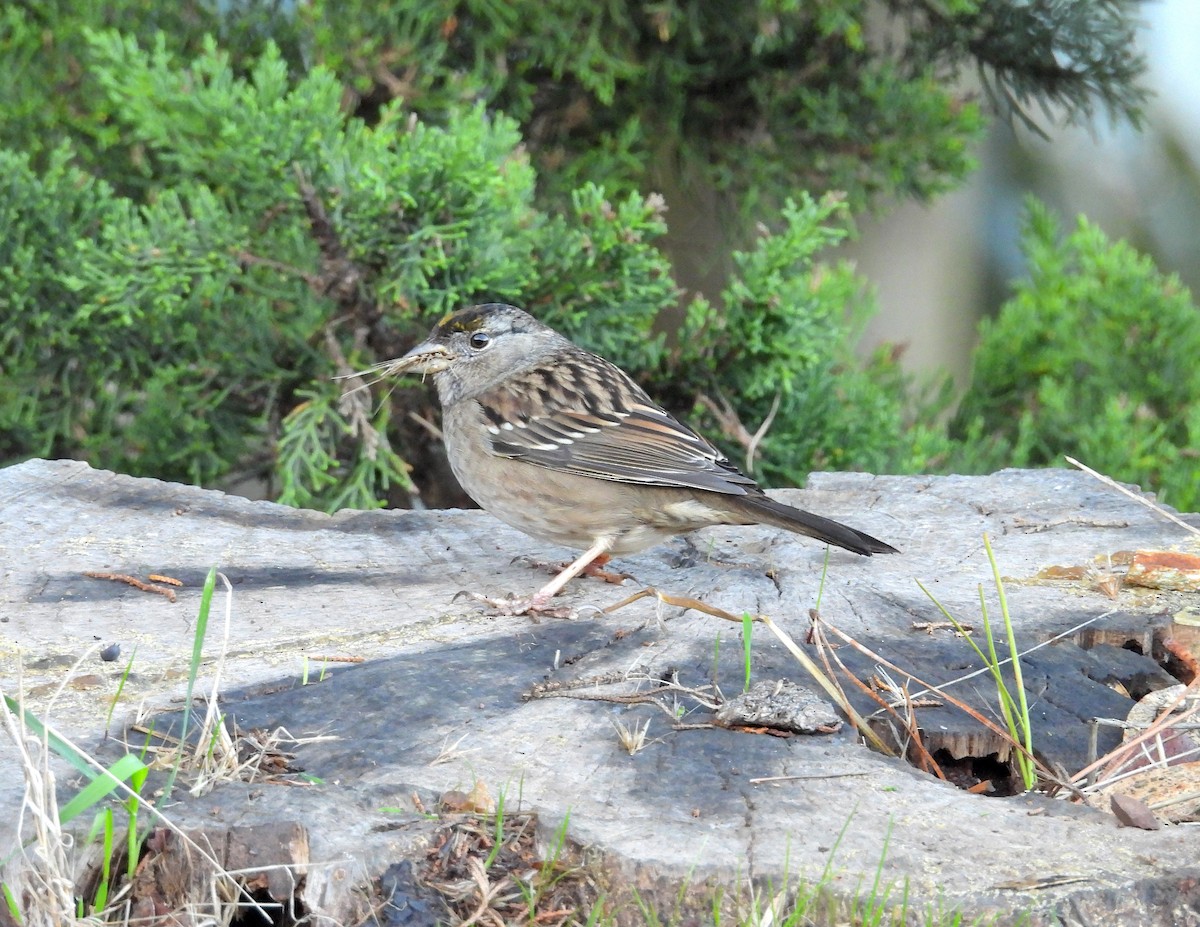 Golden-crowned Sparrow - ML645668629