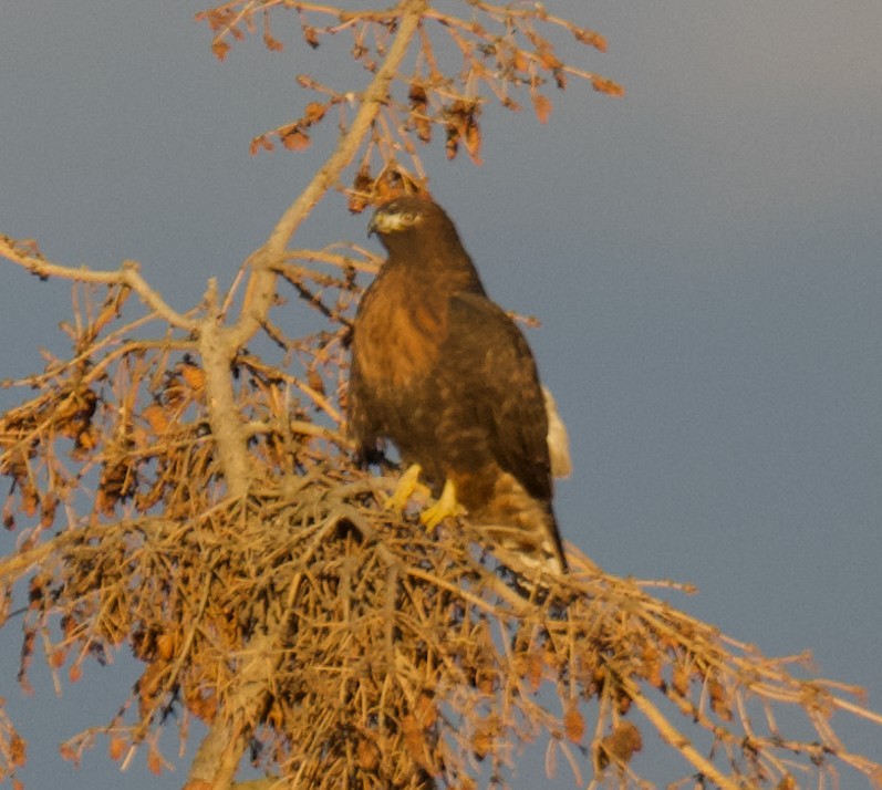 Red-tailed Hawk - ML645668636