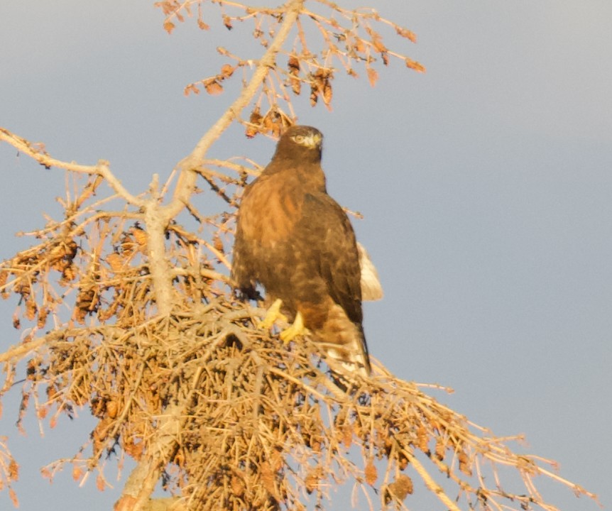 Red-tailed Hawk - ML645668637
