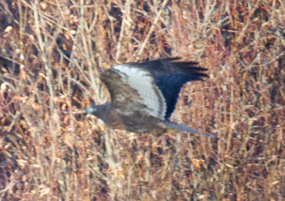 Red-tailed Hawk - ML645668639