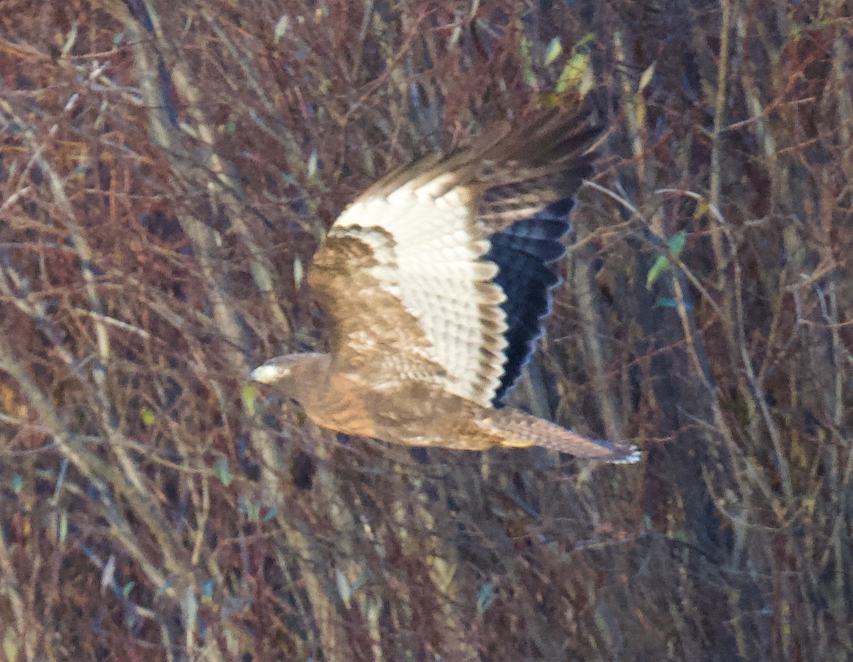Red-tailed Hawk - ML645668642