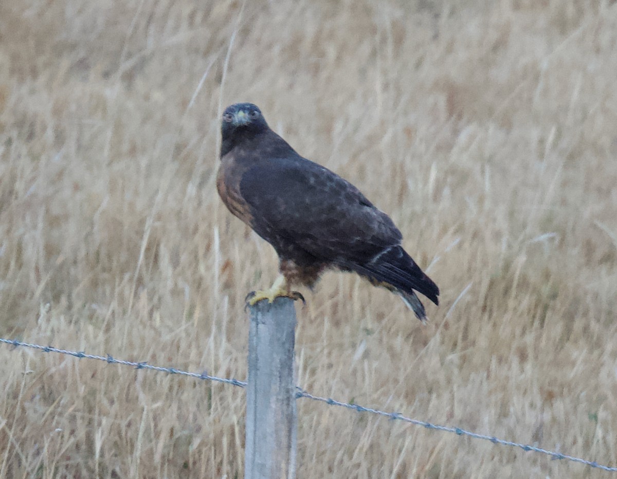 Red-tailed Hawk - ML645668643