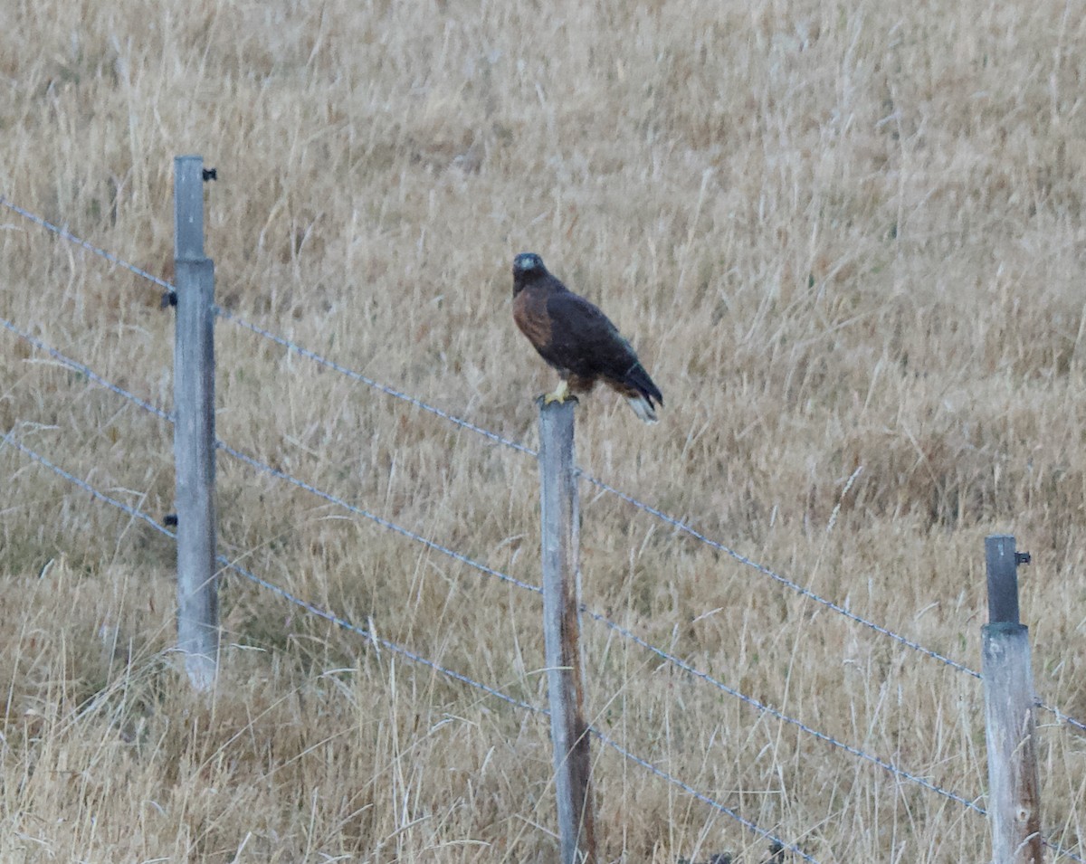 Red-tailed Hawk - ML645668644