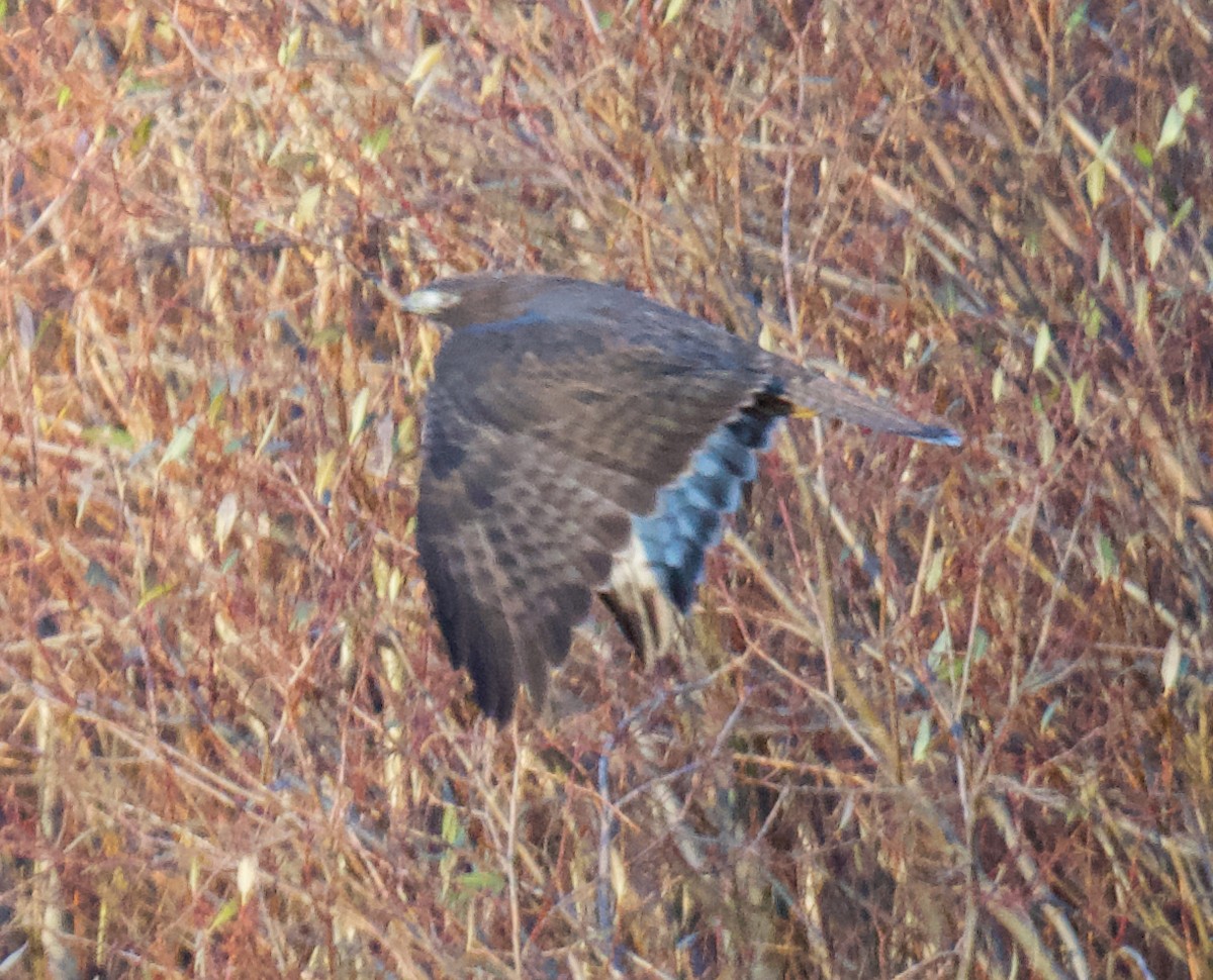 Red-tailed Hawk - ML645668645