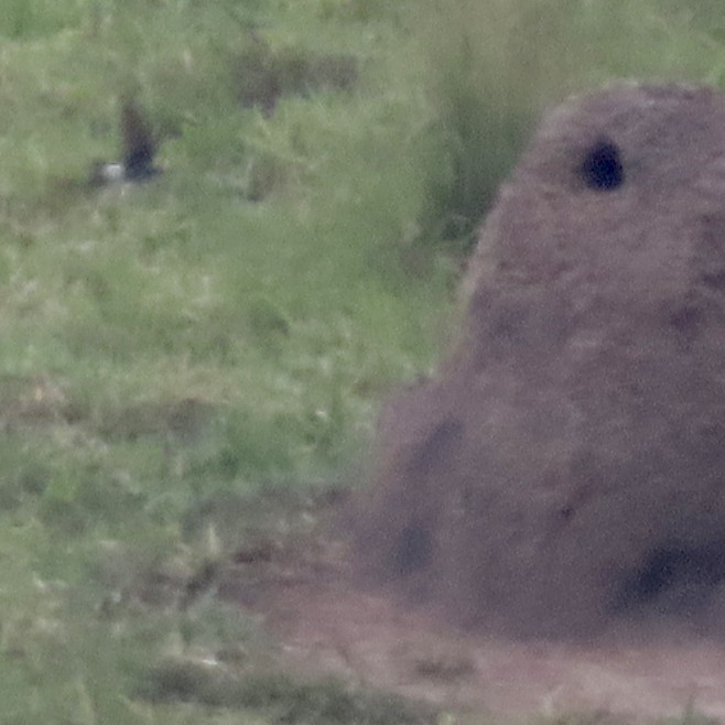 Weißbürzelschwalbe - ML645668646