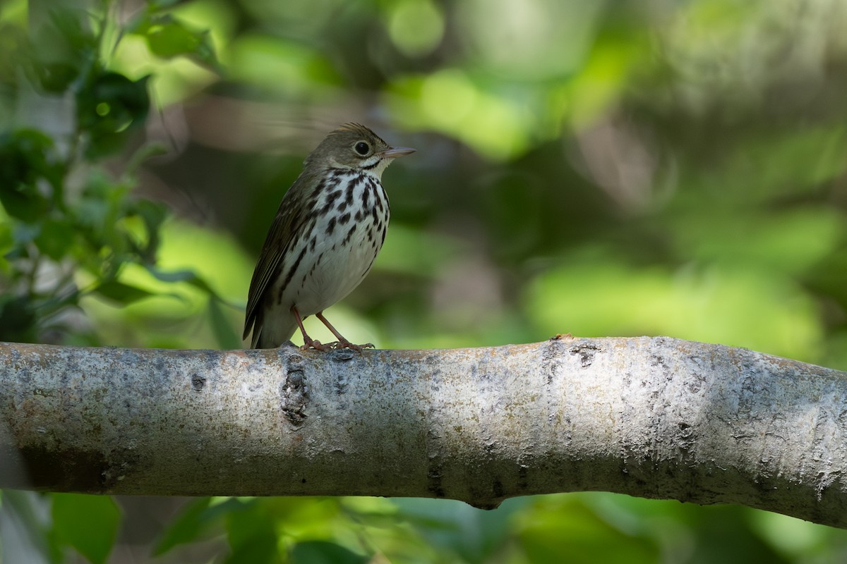 Ovenbird - ML645668648