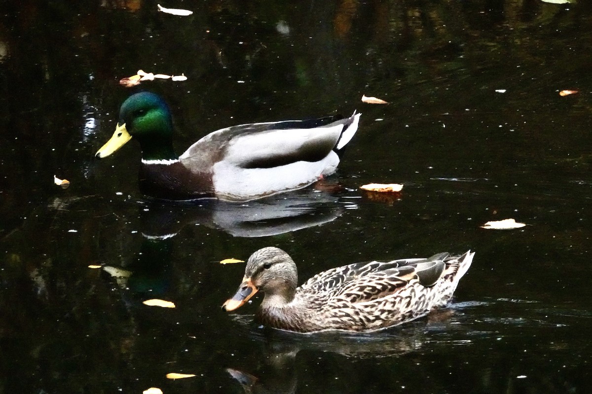 Mallard - ML645668651