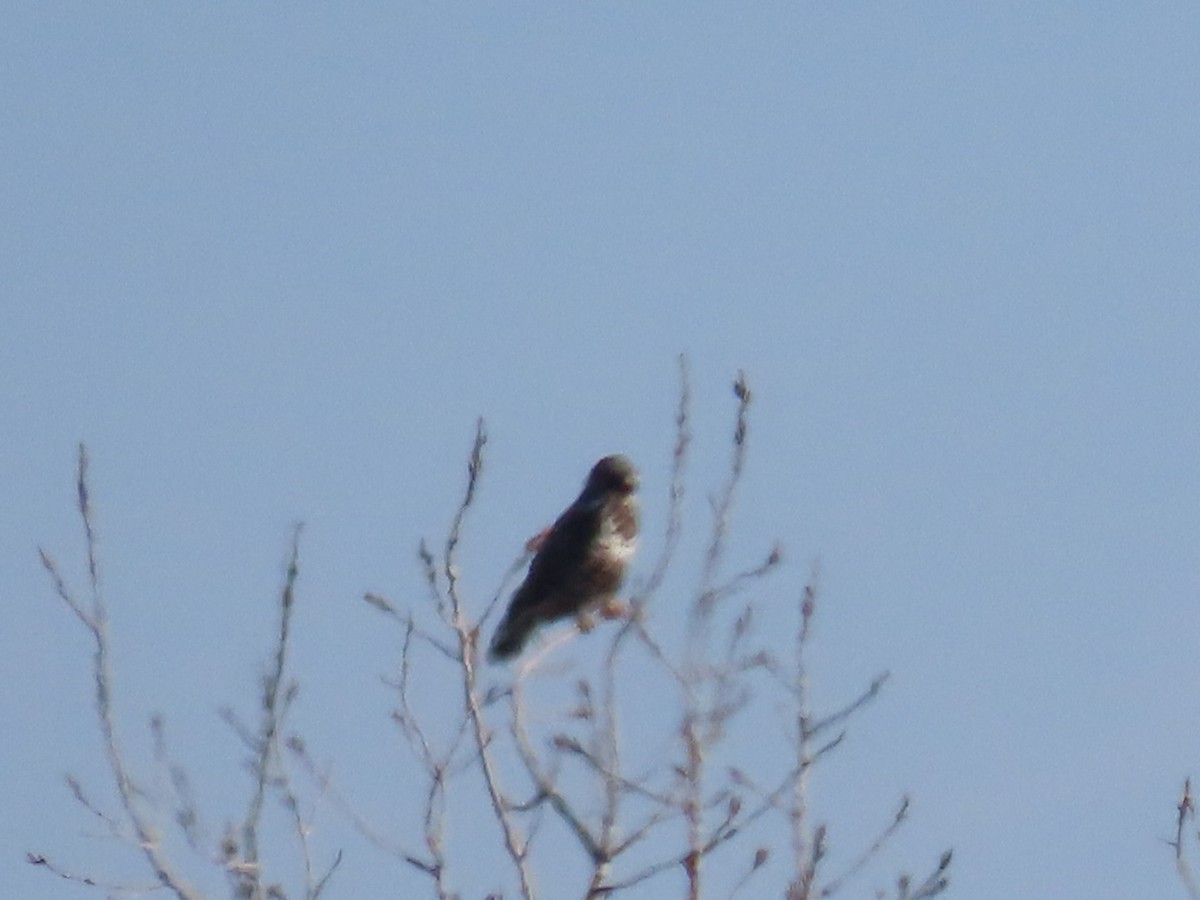 Rough-legged Hawk - ML645668662