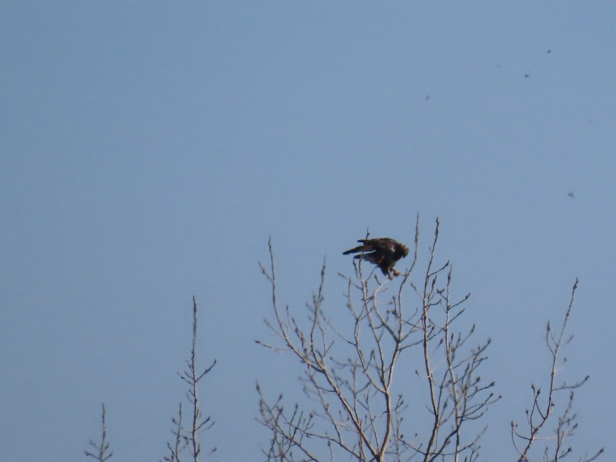 Rough-legged Hawk - ML645668663