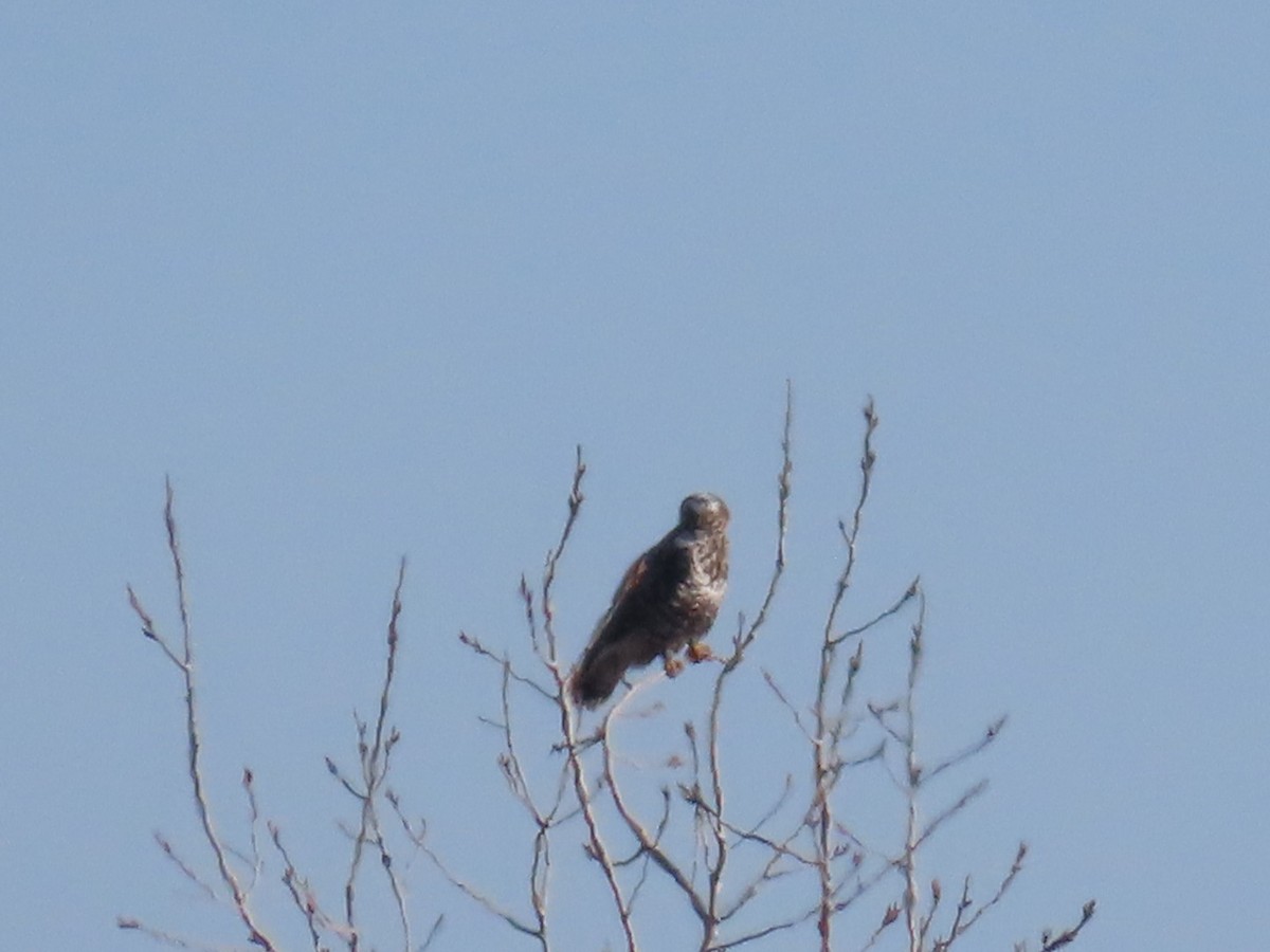 Rough-legged Hawk - ML645668664