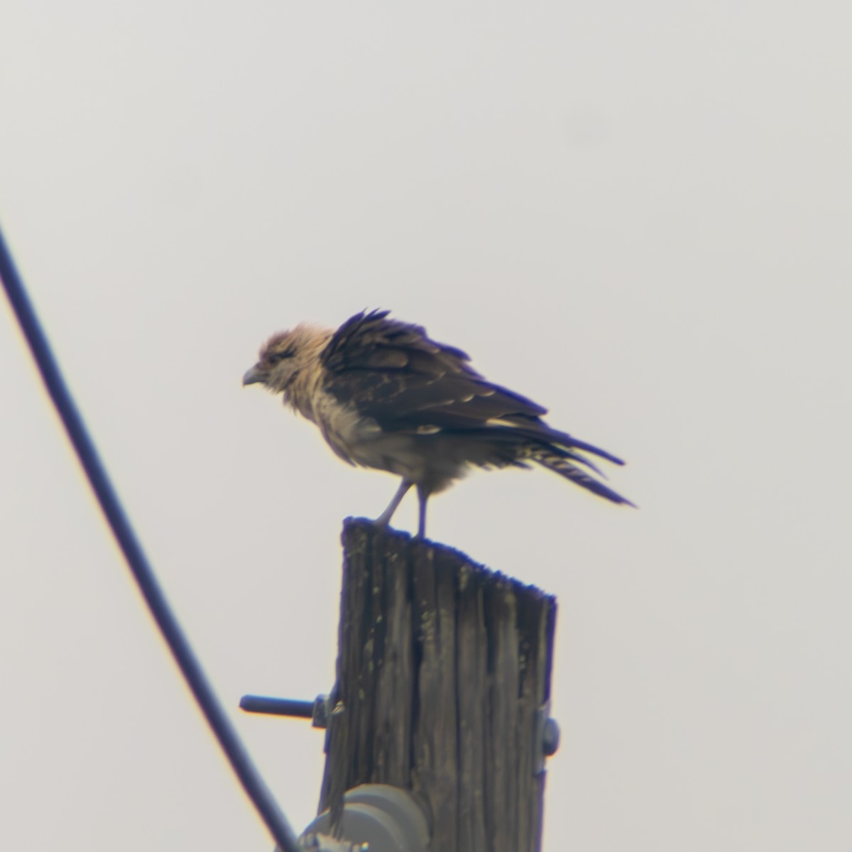 Yellow-headed Caracara - ML645668670