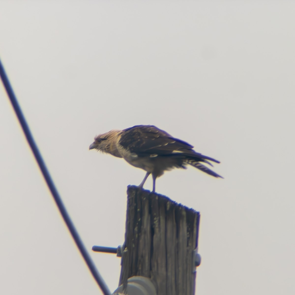 Yellow-headed Caracara - ML645668672