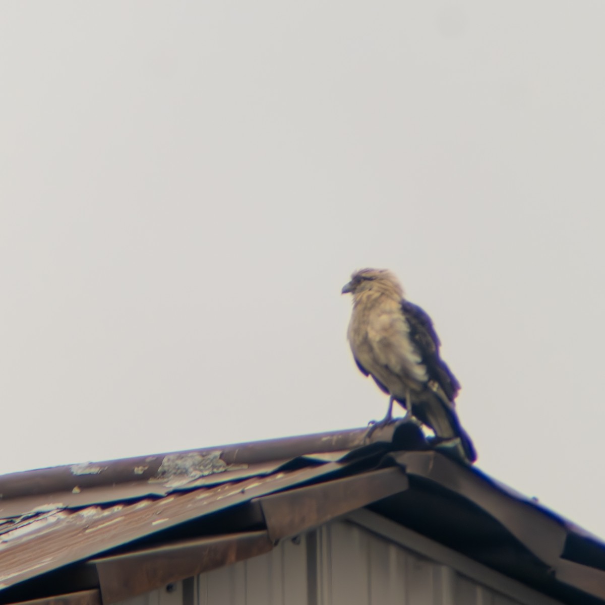 Yellow-headed Caracara - ML645668673