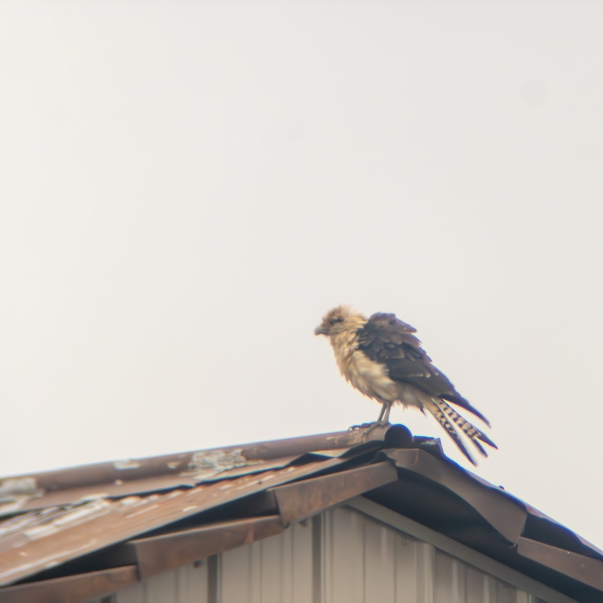 Yellow-headed Caracara - ML645668674