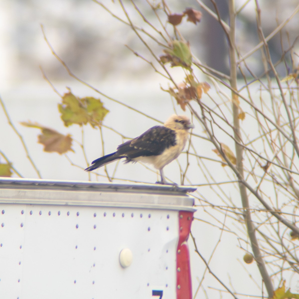 Yellow-headed Caracara - ML645668676