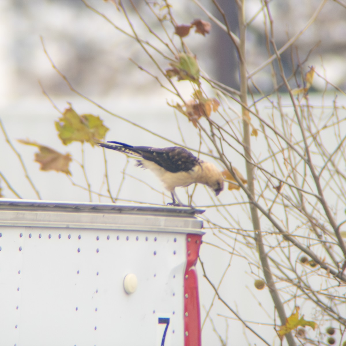 Yellow-headed Caracara - ML645668677
