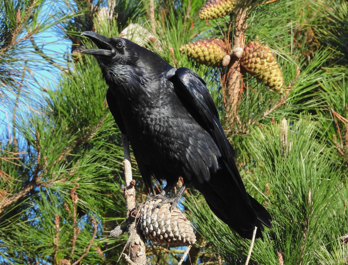 עורב שחור - ML645668681