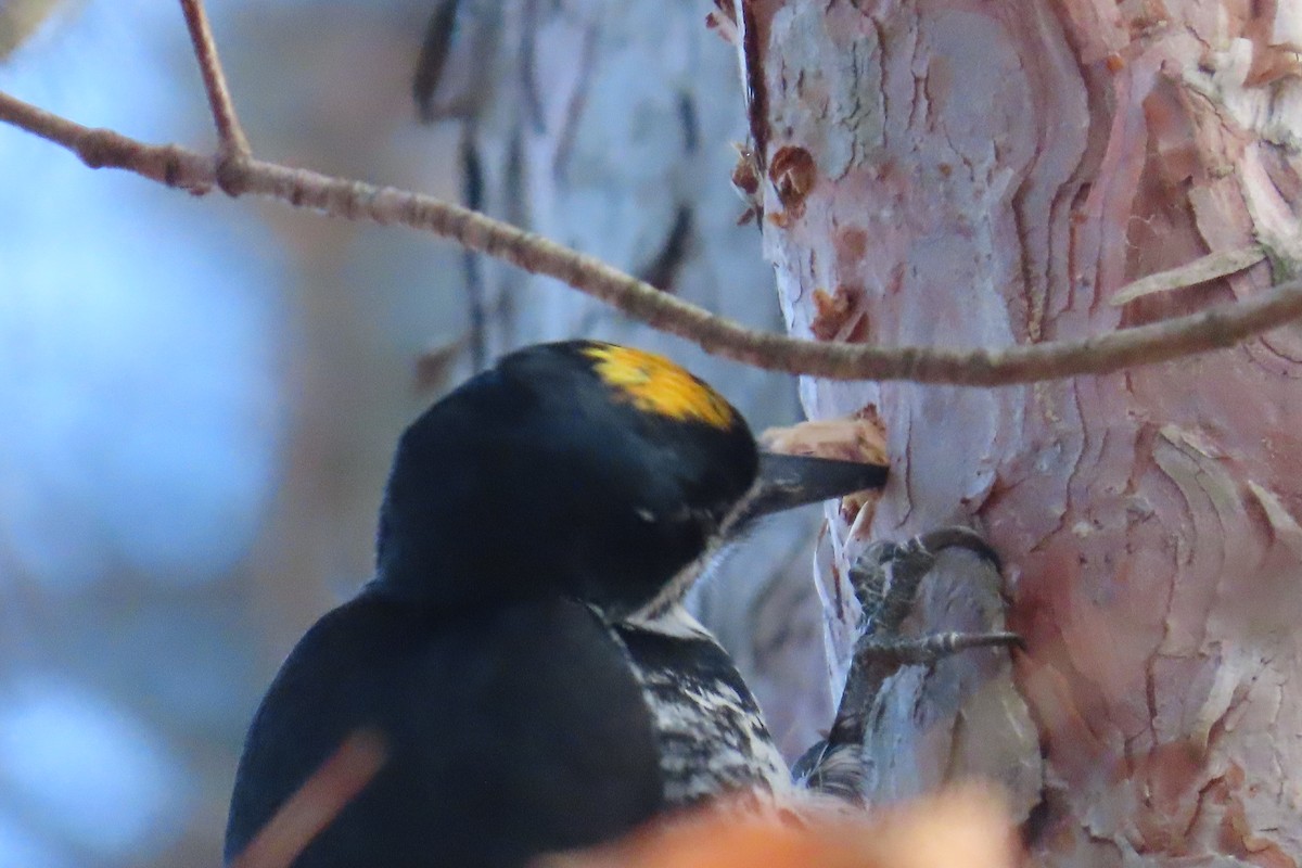 Black-backed Woodpecker - ML645668682