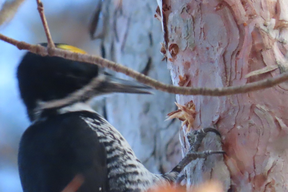 Black-backed Woodpecker - ML645668683