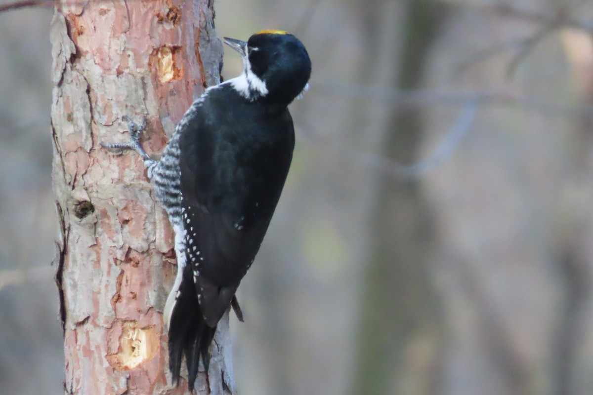 Black-backed Woodpecker - ML645668684