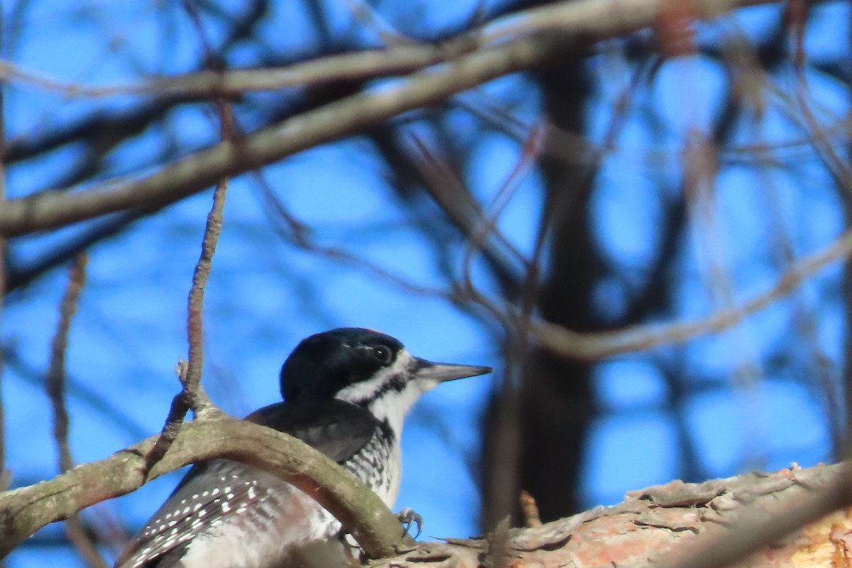 Black-backed Woodpecker - ML645668685