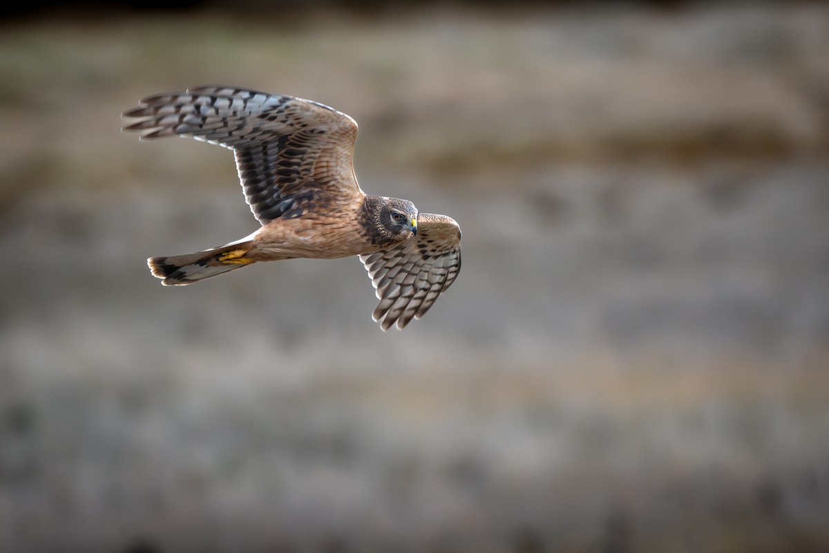 moták severoamerický - ML645668688