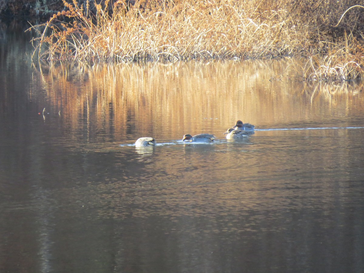 krikkand - ML645668719