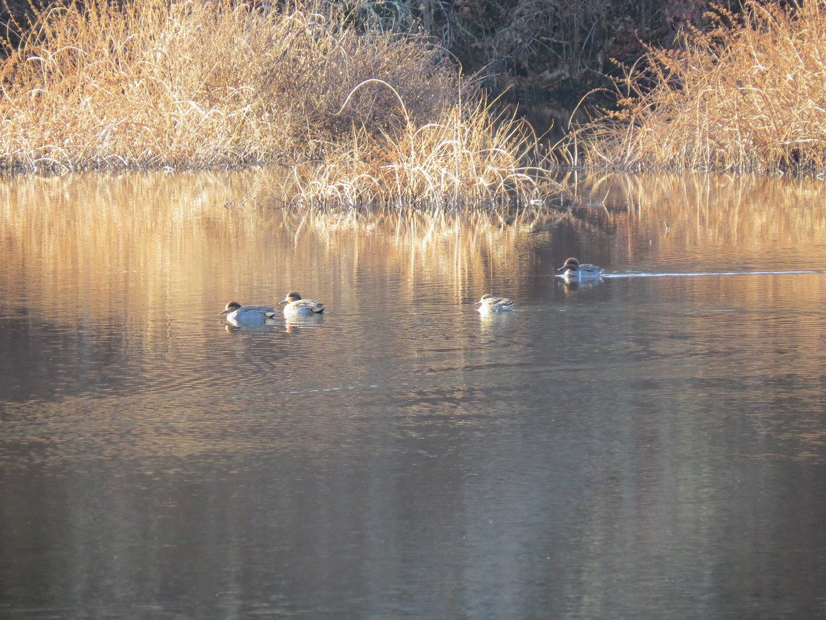 krikkand - ML645668723