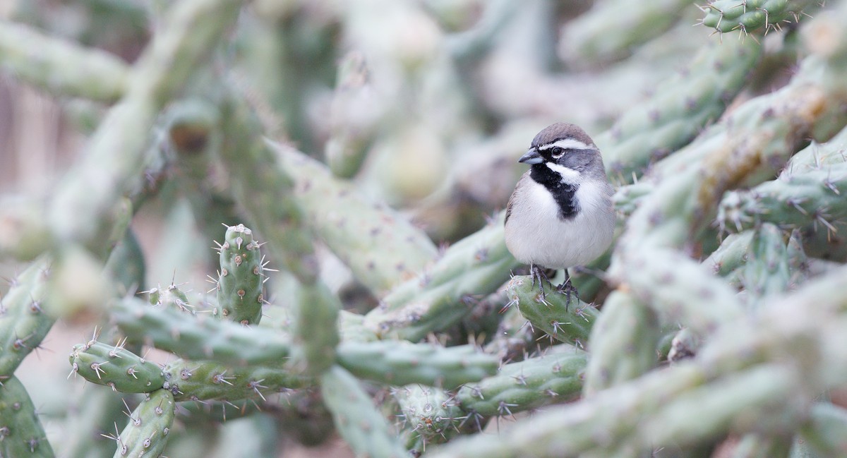 svartstrupespurv - ML645668724