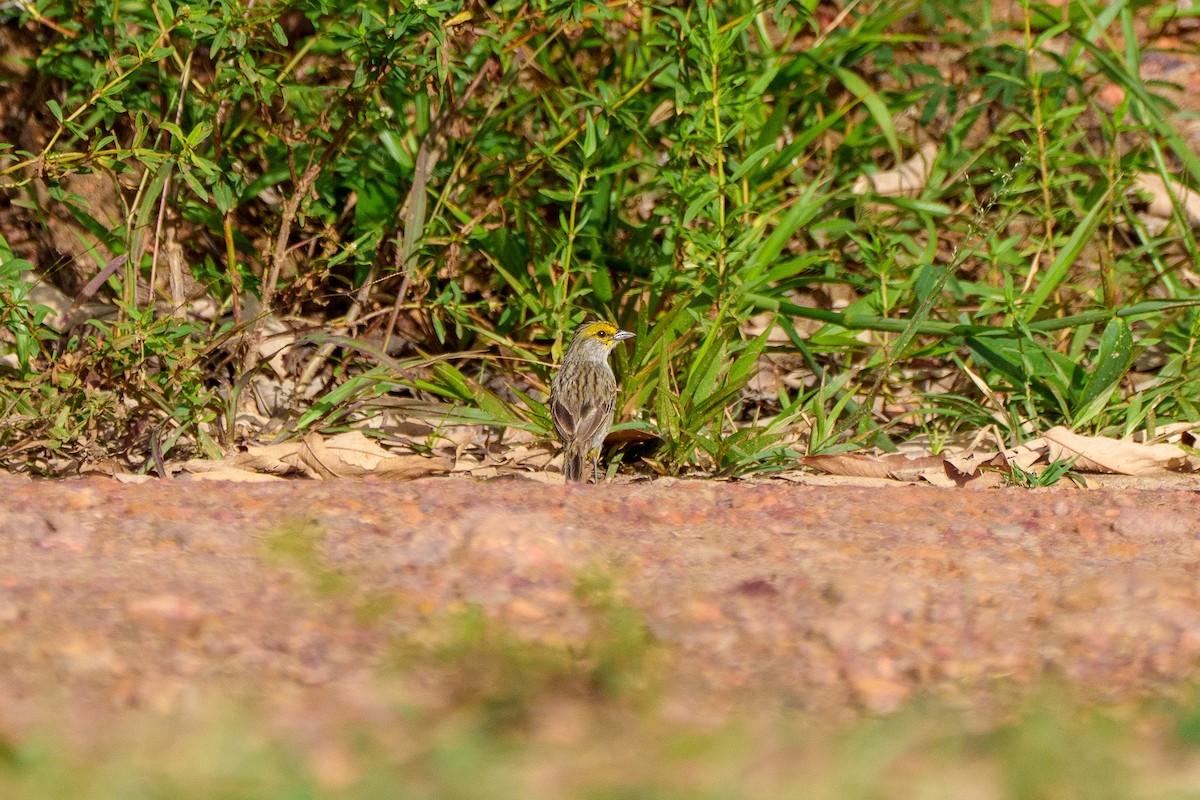 gulmaskespurv - ML645668725