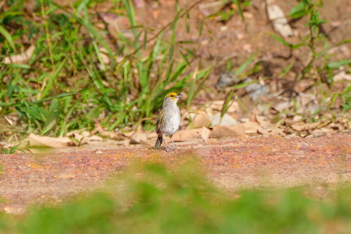 gulmaskespurv - ML645668726