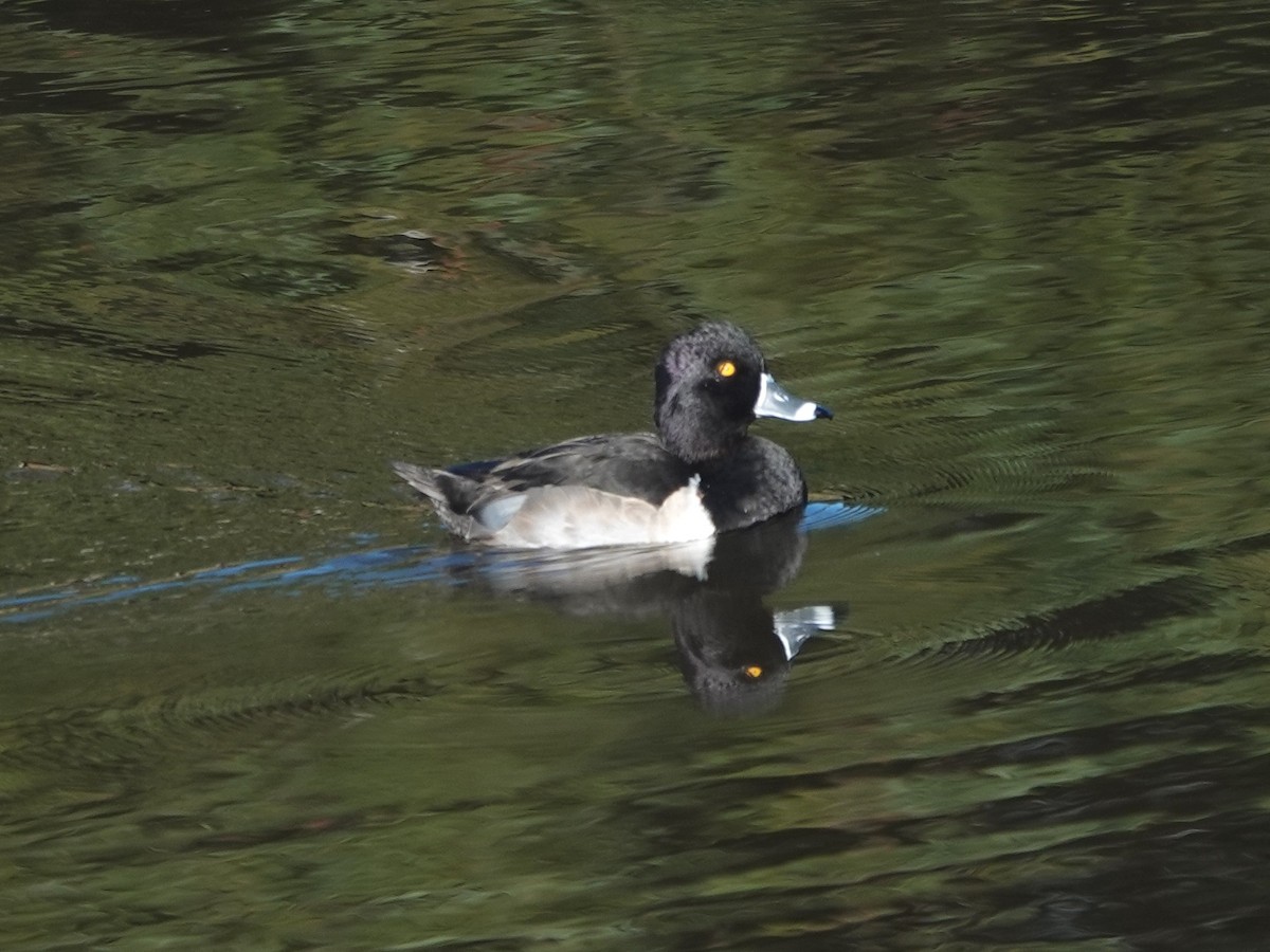 ringand - ML645668727