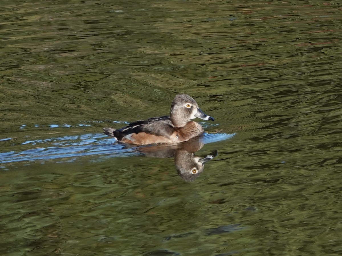 ringand - ML645668728