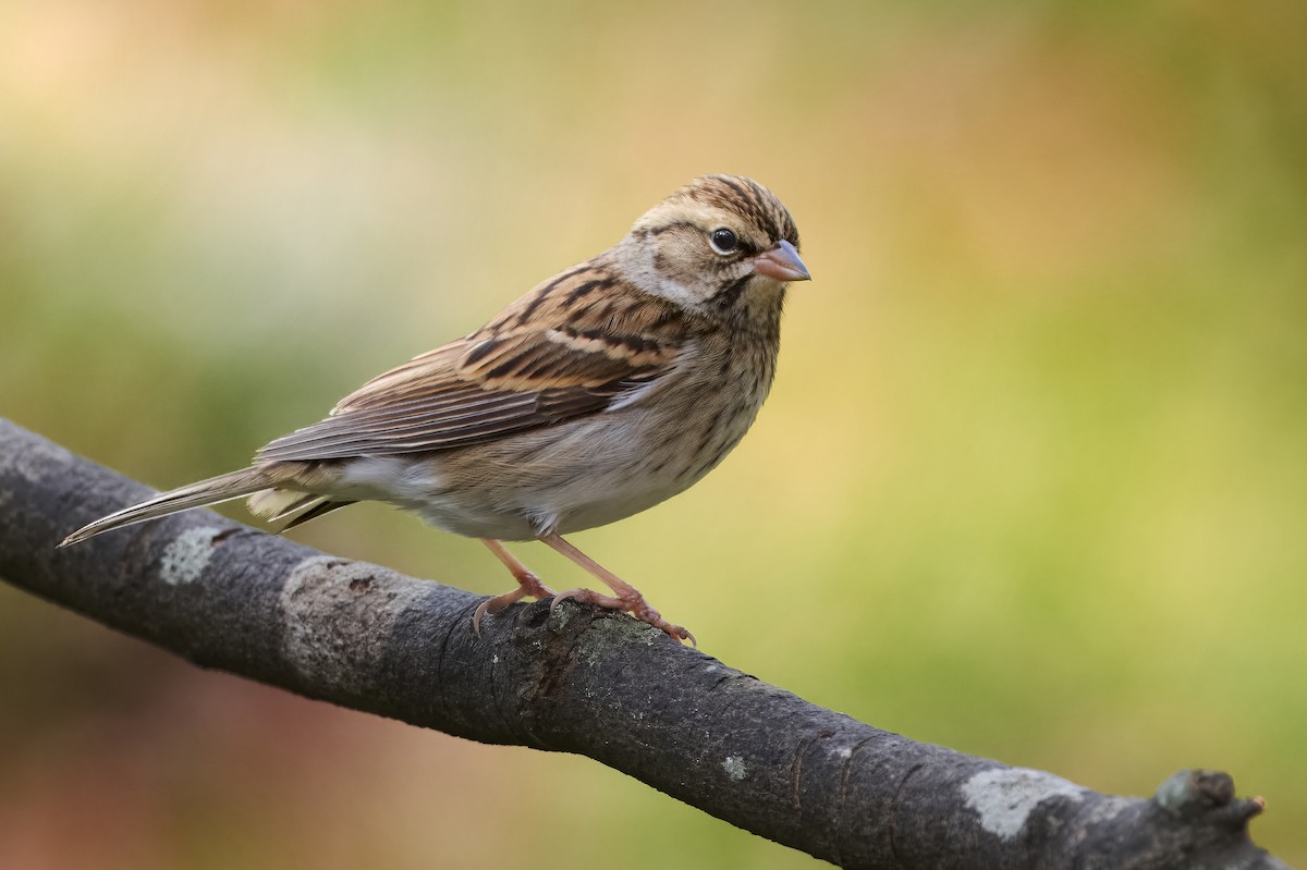 brunissespurv - ML645668731