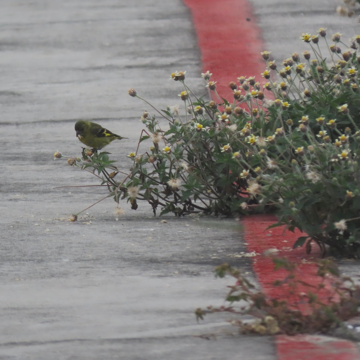 hettesisik - ML645668733