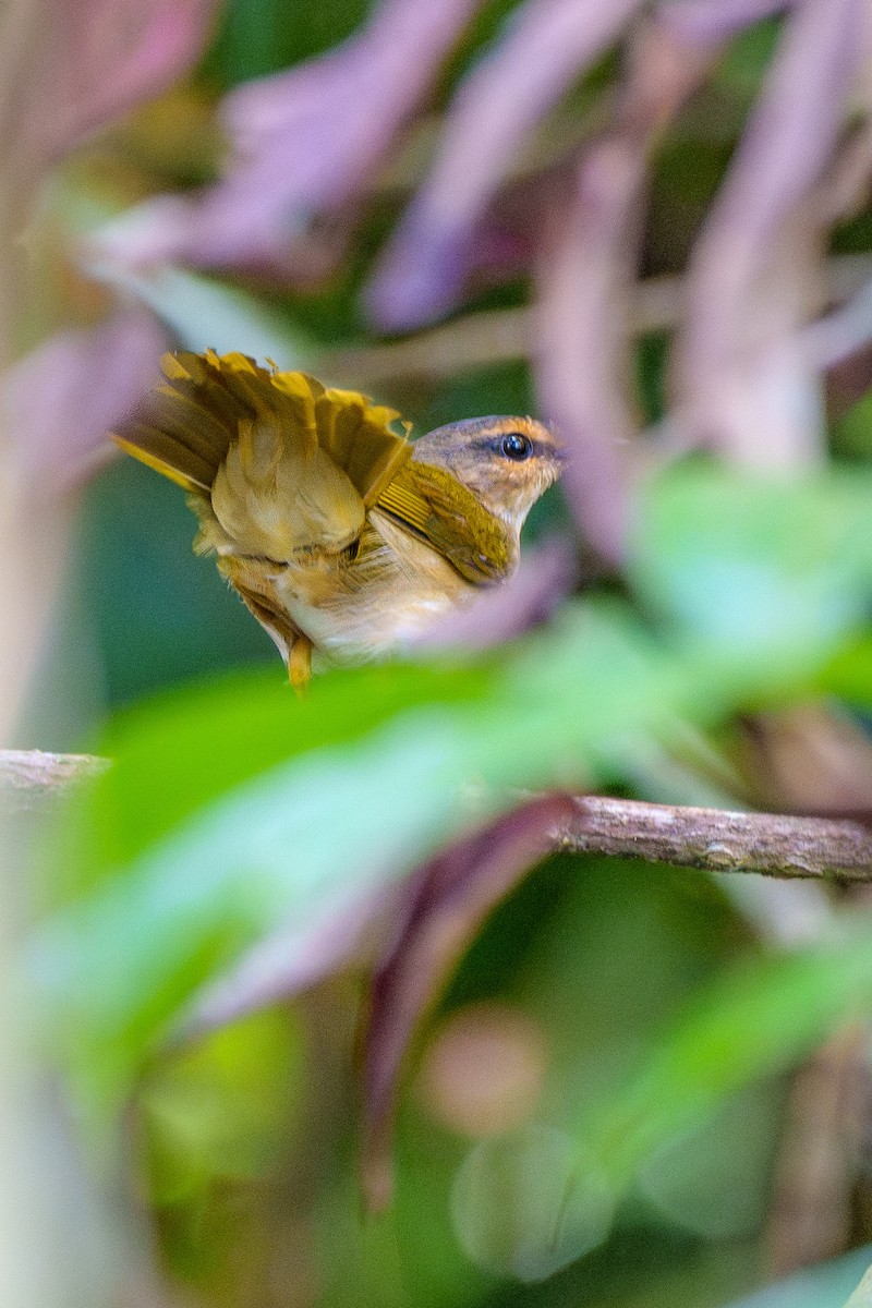 flodparula (mesoleuca) - ML645668735