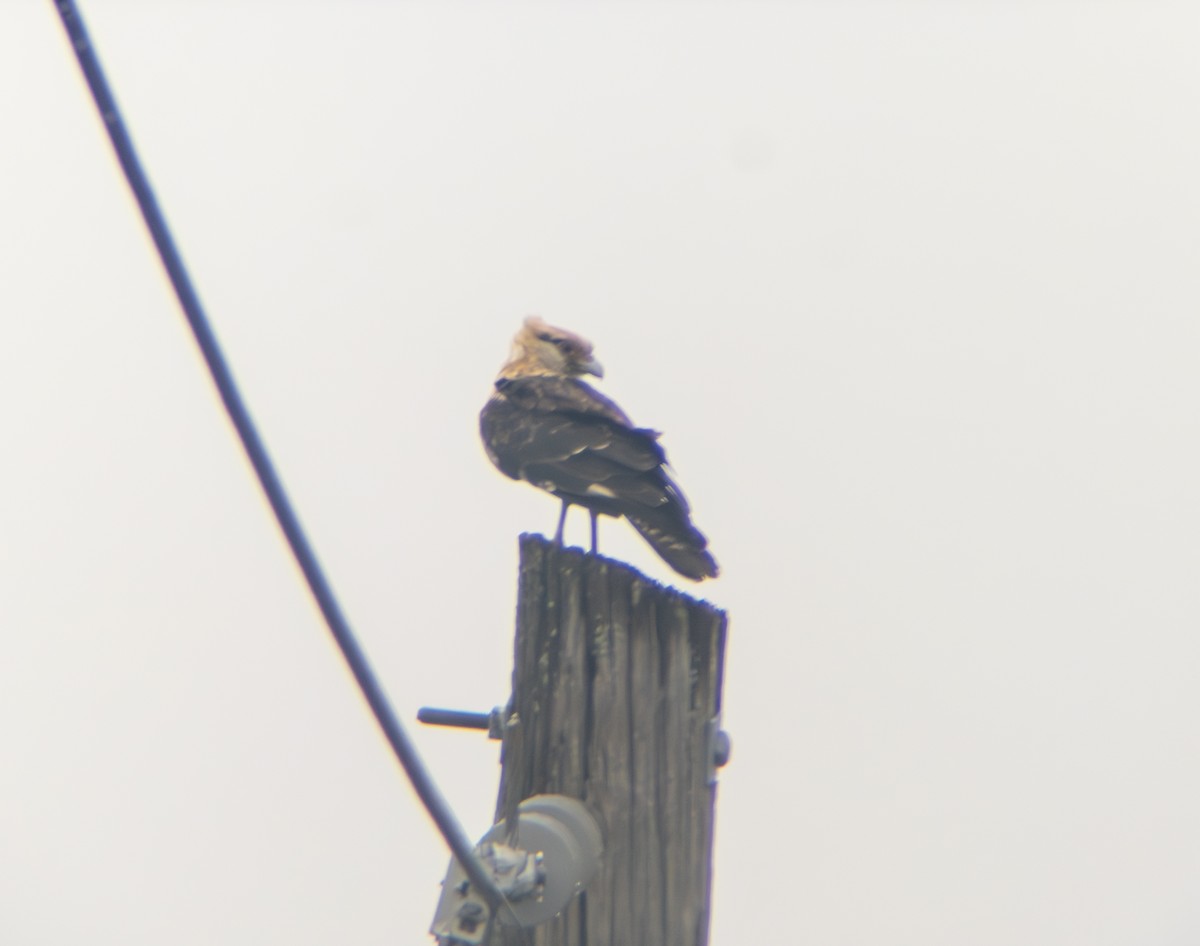 Yellow-headed Caracara - ML645668745