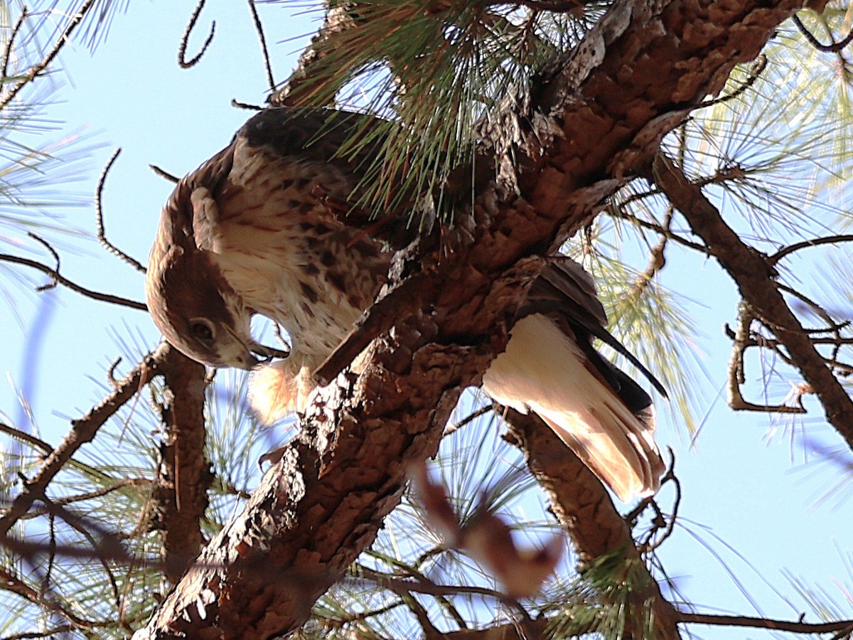 rødstjertvåk (borealis) - ML645668750