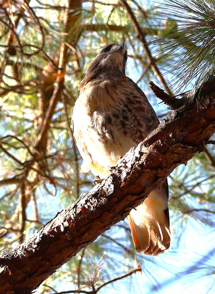 rødstjertvåk (borealis) - ML645668751