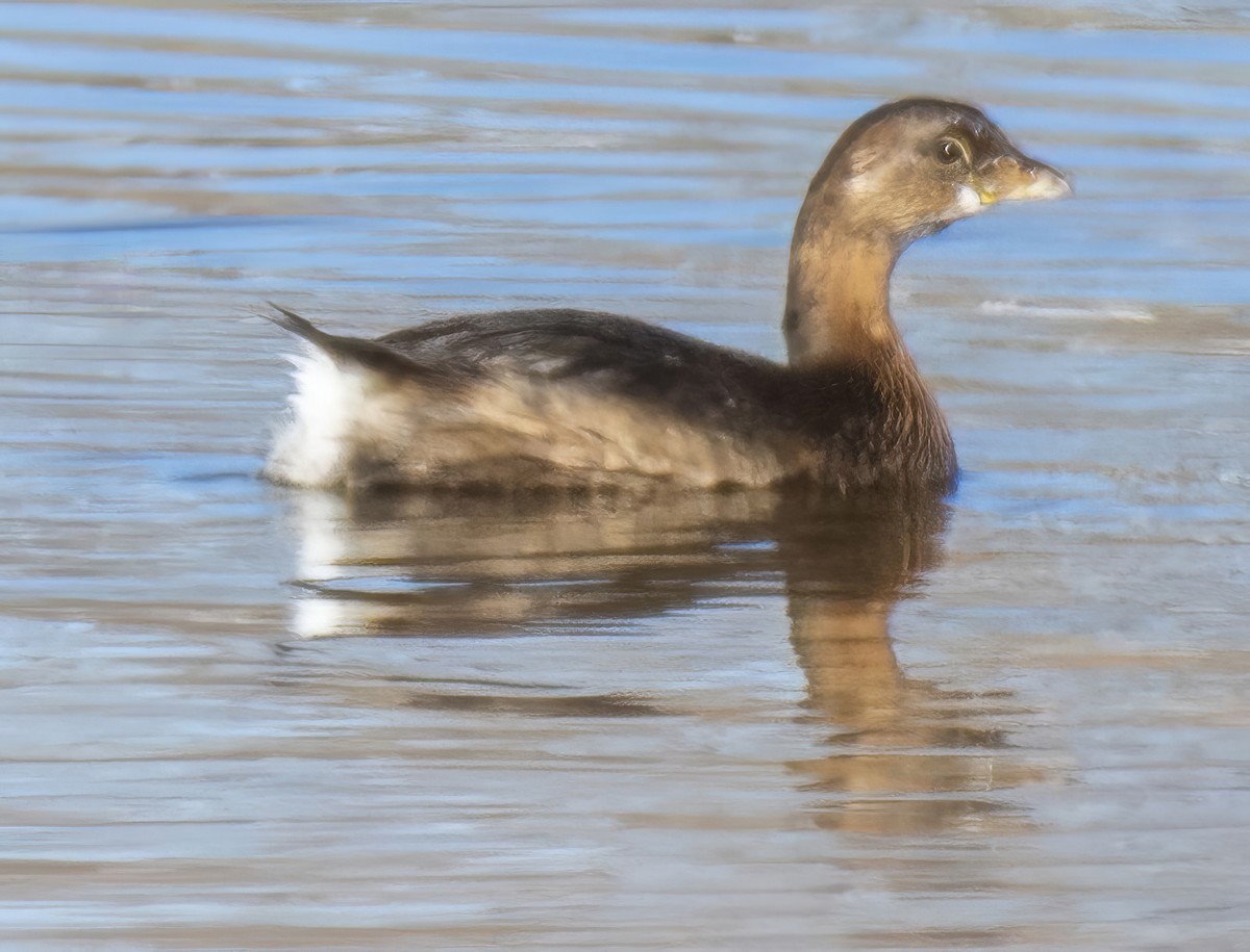 ringnebbdykker - ML645668753